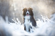 Border Collie Pin im Frost